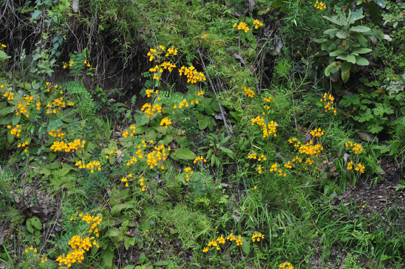 Calceolaria philippii